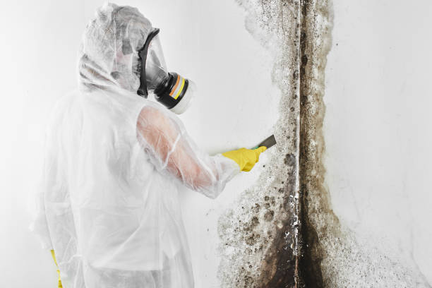 Best Residential Mold Removal  in Sterling, KS