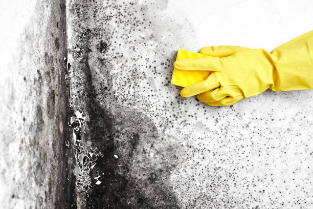 Best Crawl Space Mold Removal  in Sterling, KS