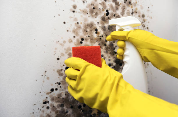 Best Mold Removal Company Near Me  in Sterling, KS
