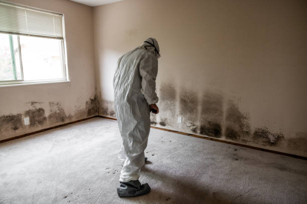 Best Affordable Mold Removal  in Sterling, KS