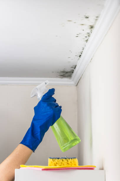Best Toxic Mold Removal  in Sterling, KS