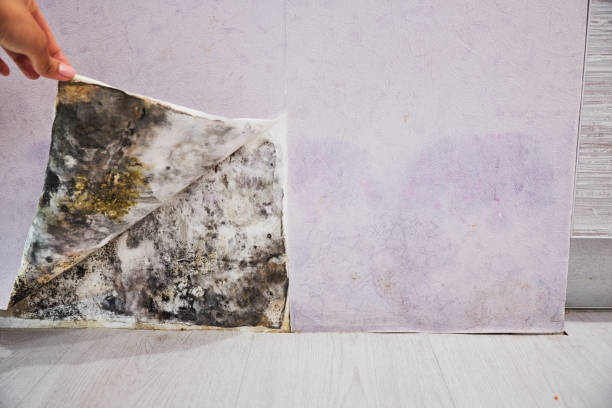  Sterling, KS Mold Removal Pros